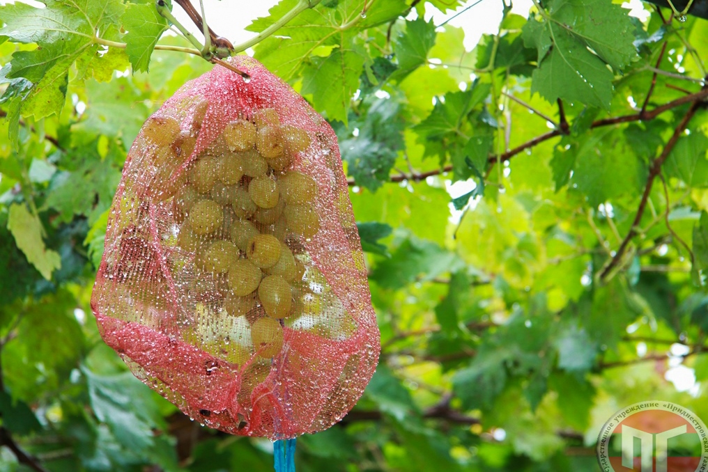 Гуляя по виноградному лабиринту, то и дело набредаешь на грозди, спрятанные в сетке. «Это отличный метод для защиты ягод», — признается предприниматель